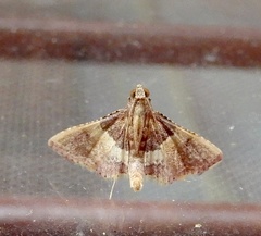 Endotricha mesenterialis