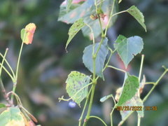 Ampelopsis
