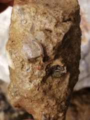 Hydropsychidae