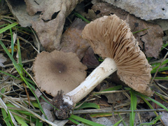 Coprinopsis melanthina