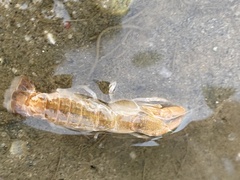 Upogebia affinis
