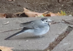 Motacilla alba