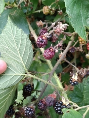 Rubus