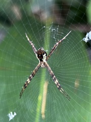 Argiope perforata