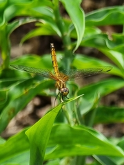Trithemis aurora