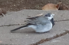 Motacilla alba