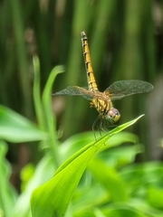 Trithemis aurora