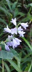 Campanula bononiensis