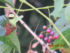 Ampelopsis