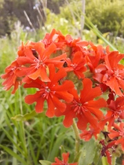 Silene chalcedonica