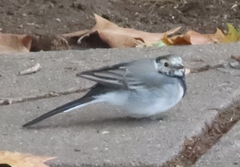 Motacilla alba