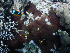 Entacmaea quadricolor