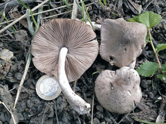 Coprinopsis melanthina