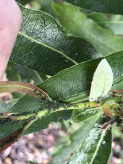 Aphis gossypii