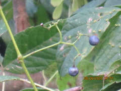 Ampelopsis
