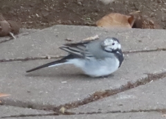 Motacilla alba