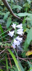 Campanula bononiensis