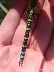 Aeshna cyanea