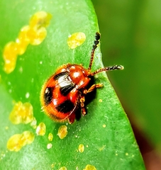 Stenotarsus pardalis