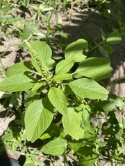 Amaranthus viridis