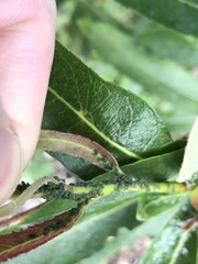 Aphis gossypii