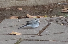 Motacilla alba