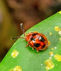 Stenotarsus pardalis