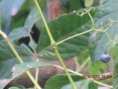 Ampelopsis