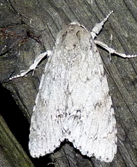 Acronicta americana