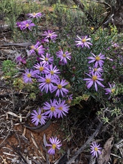 Olearia magniflora