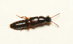 Quedius xanthopus