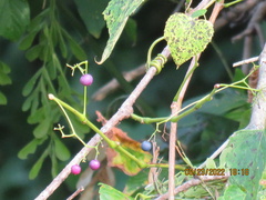 Ampelopsis