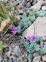 Linaria alpina