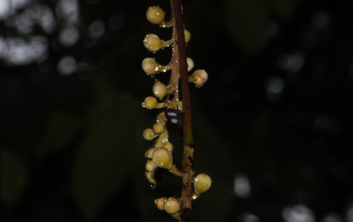 Membracis fabricii