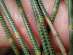 Casuarina obesa