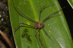 Cosmetinae