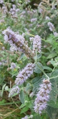 Mentha longifolia