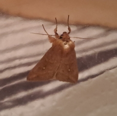 Mythimna
