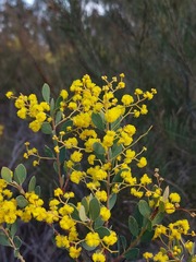 Acacia buxifolia