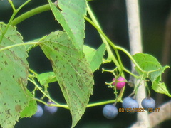 Ampelopsis