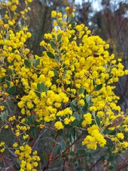 Acacia buxifolia