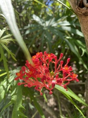 Jatropha multifida