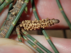 Casuarina obesa