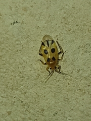 Odontocerocoris ornandus