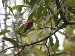 Myzomela sanguinolenta