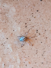 Zygiella x-notata