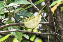 Phylloscopus