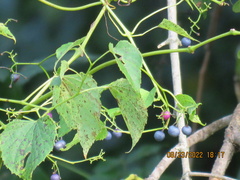 Ampelopsis