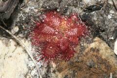 Drosera trinervia