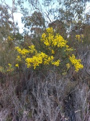 Acacia buxifolia